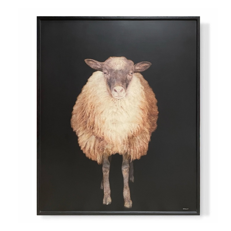 “Sheep”
