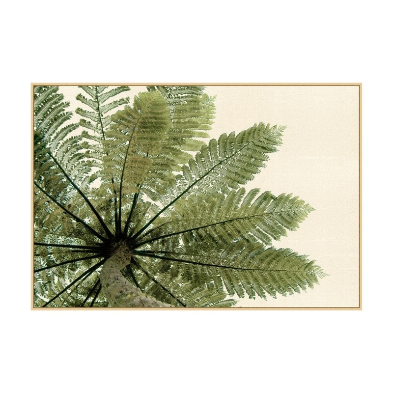 Palm Perspective