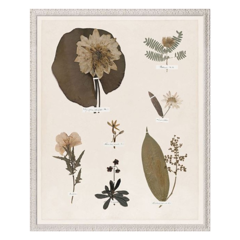 “Floral Pressings XI” Framed Art Print